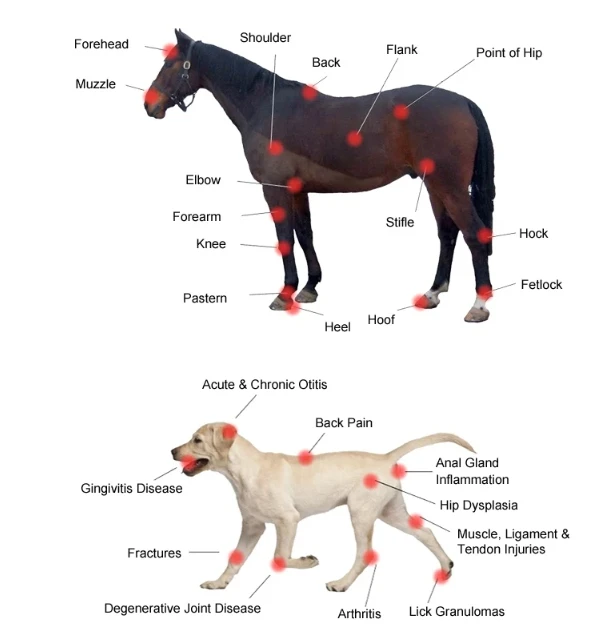 veterinary laser therapy1
