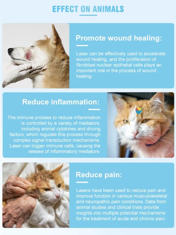 cold laser therapy for dogs