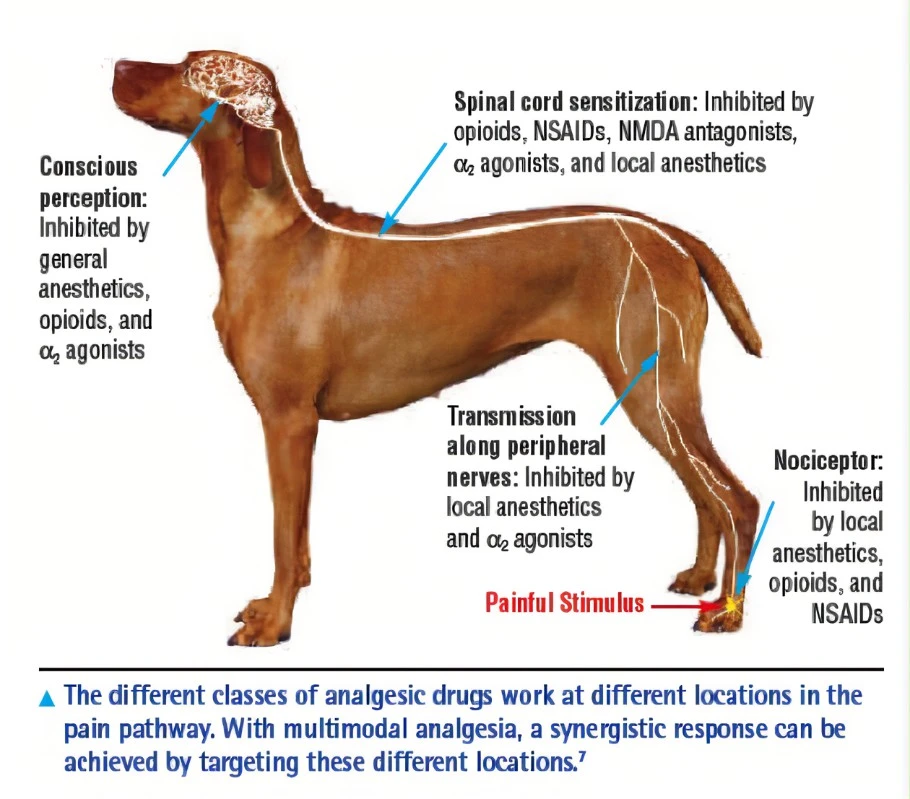 canine cold laser therapy 2